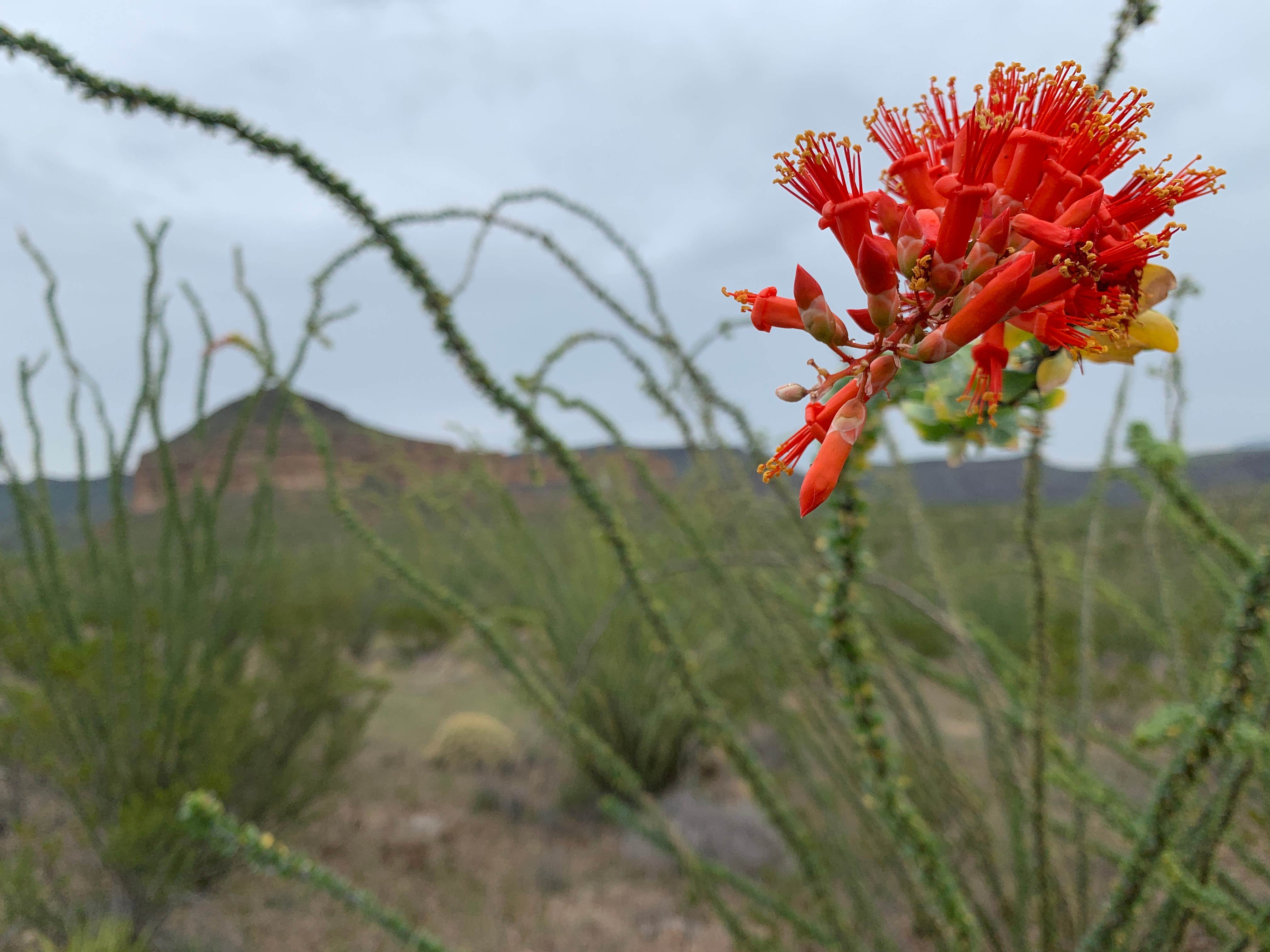 Ocotillo flower bloom with Guitar Mountain in the background