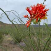 Review photo of Rancherias Spring on the Rancherias Loop at Big Bend Ranch State Park by Troy W., November 1, 2019