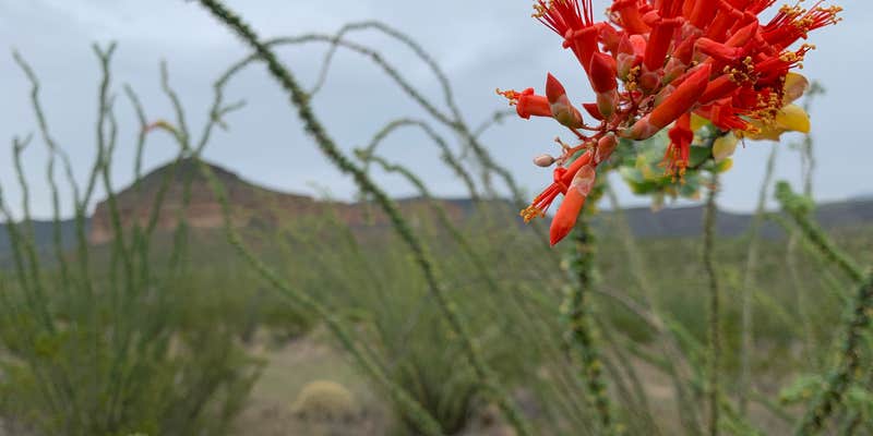Camper submitted image from Rancherias Spring on the Rancherias Loop — Big Bend Ranch State Park