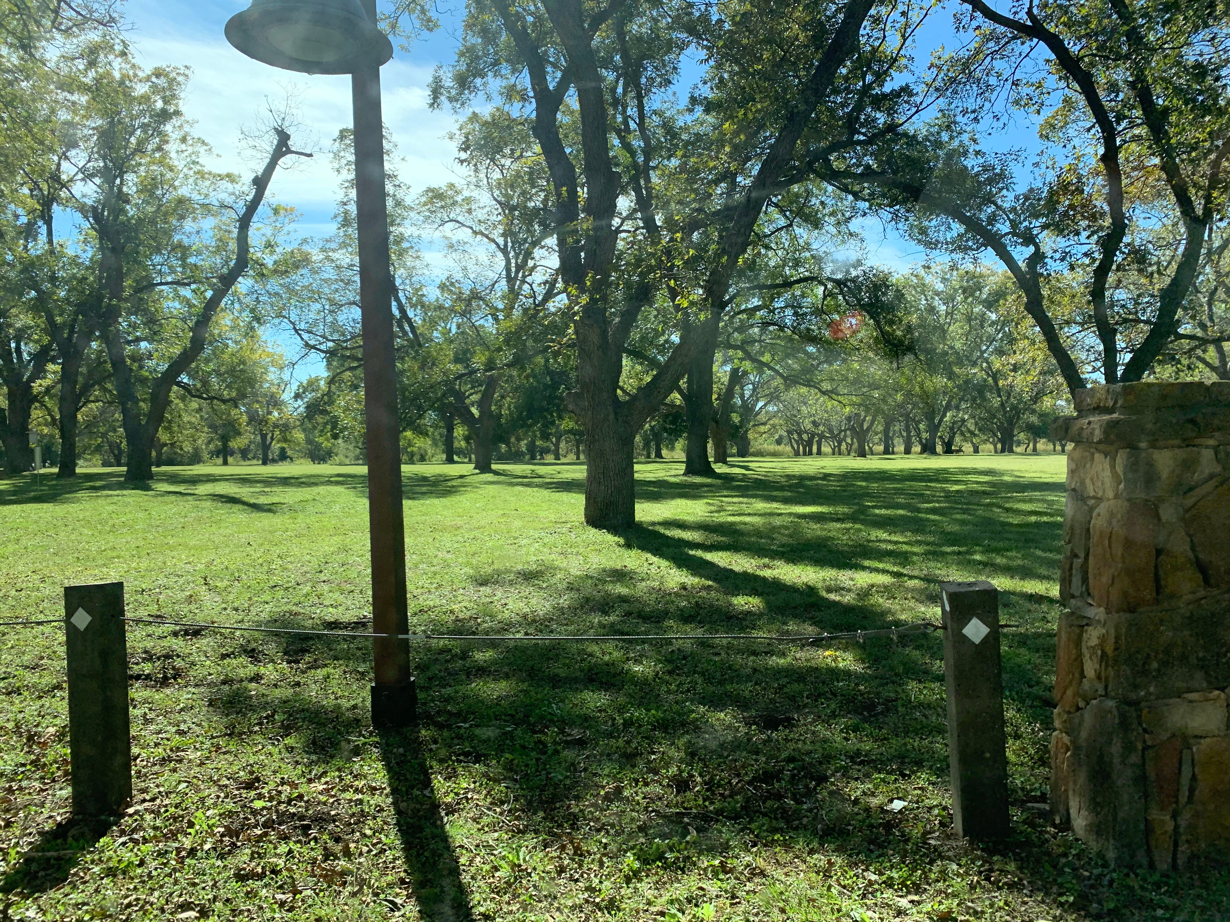 Oak Trees in Park