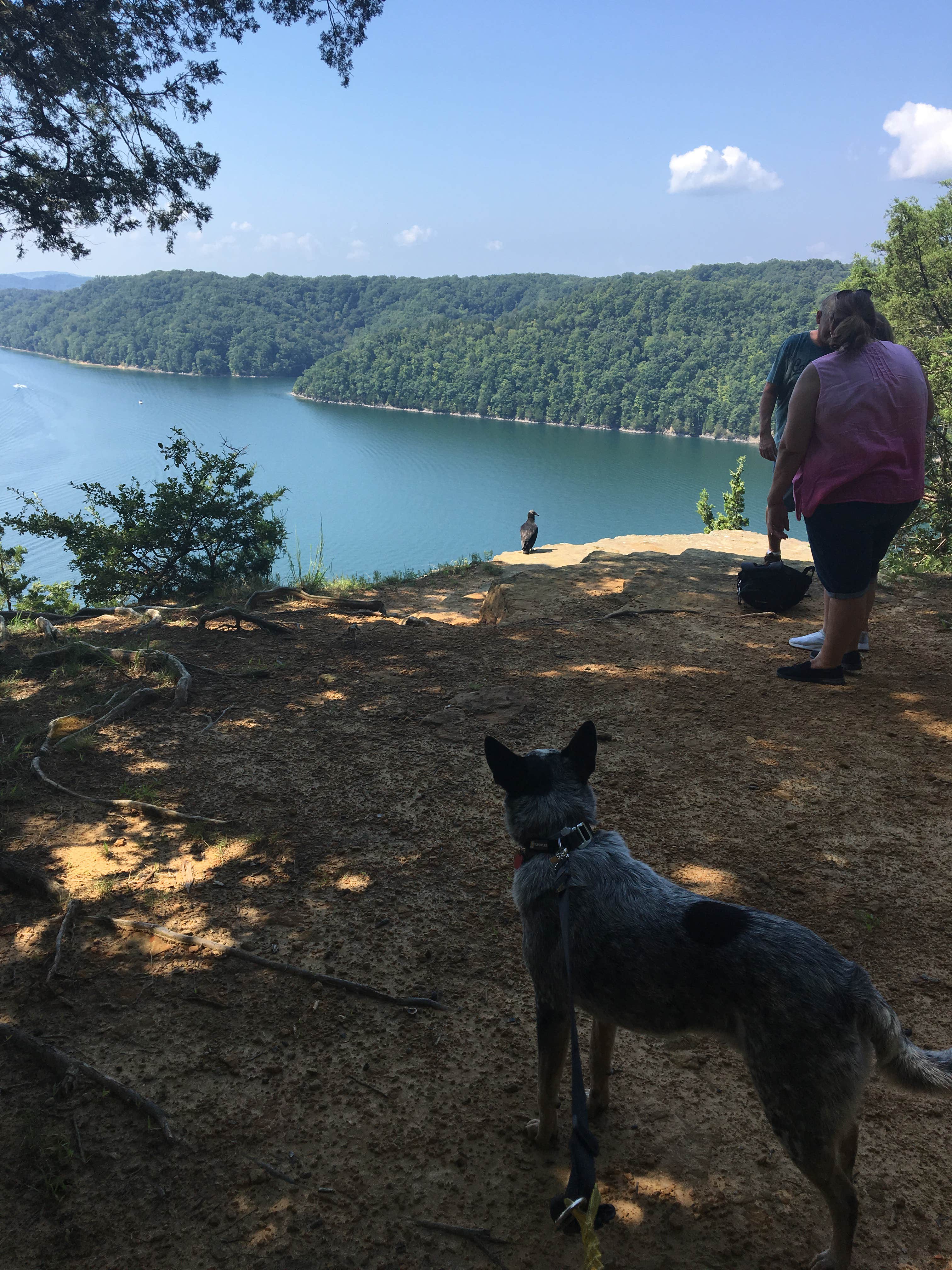 Camper submitted image from Dale Hollow Lake State Resort Park - 5