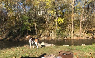 Alexis S.'s photo of camping with pets at Creekside Campground near Mathias, WV