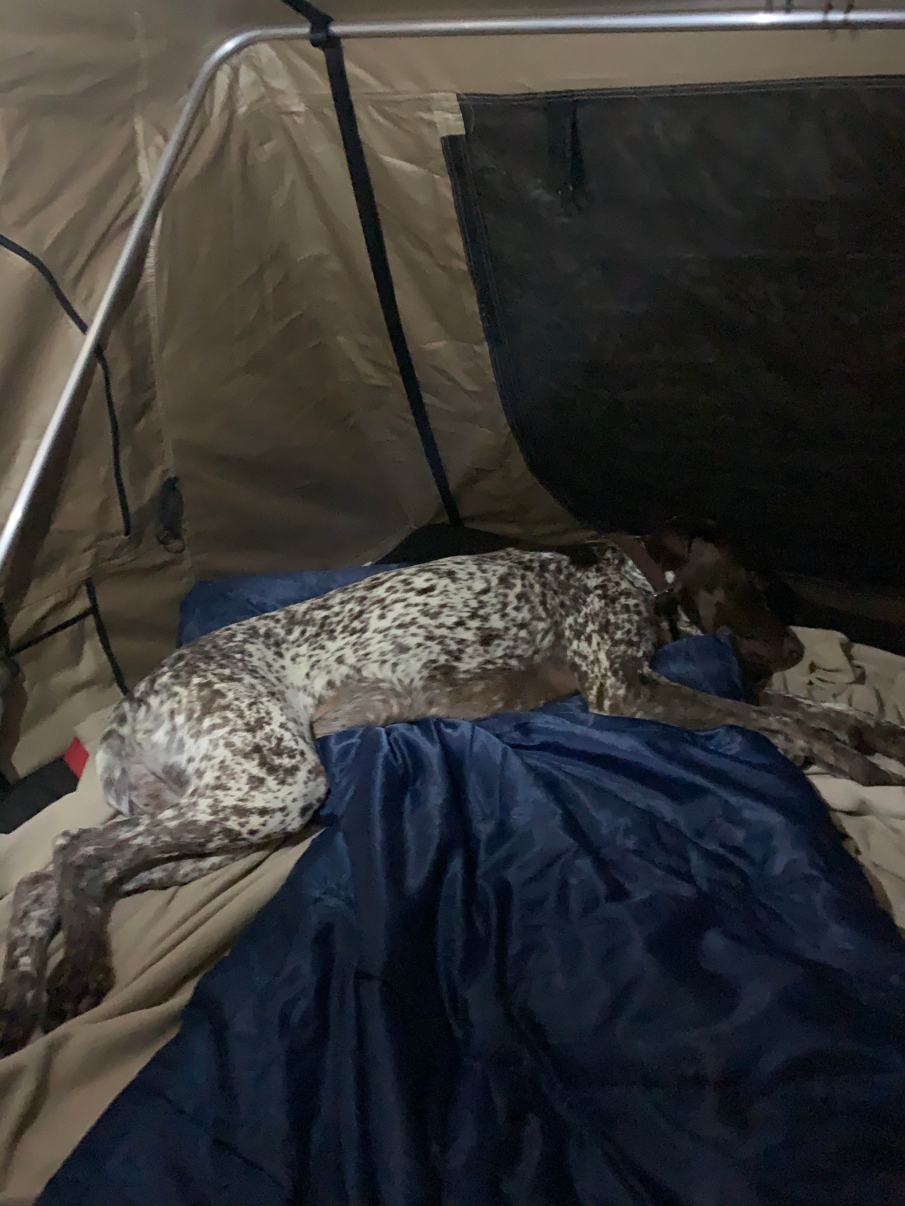 Allen S.'s photo at Frisco Campground — Cape Hatteras National Seashore near Frisco, NC