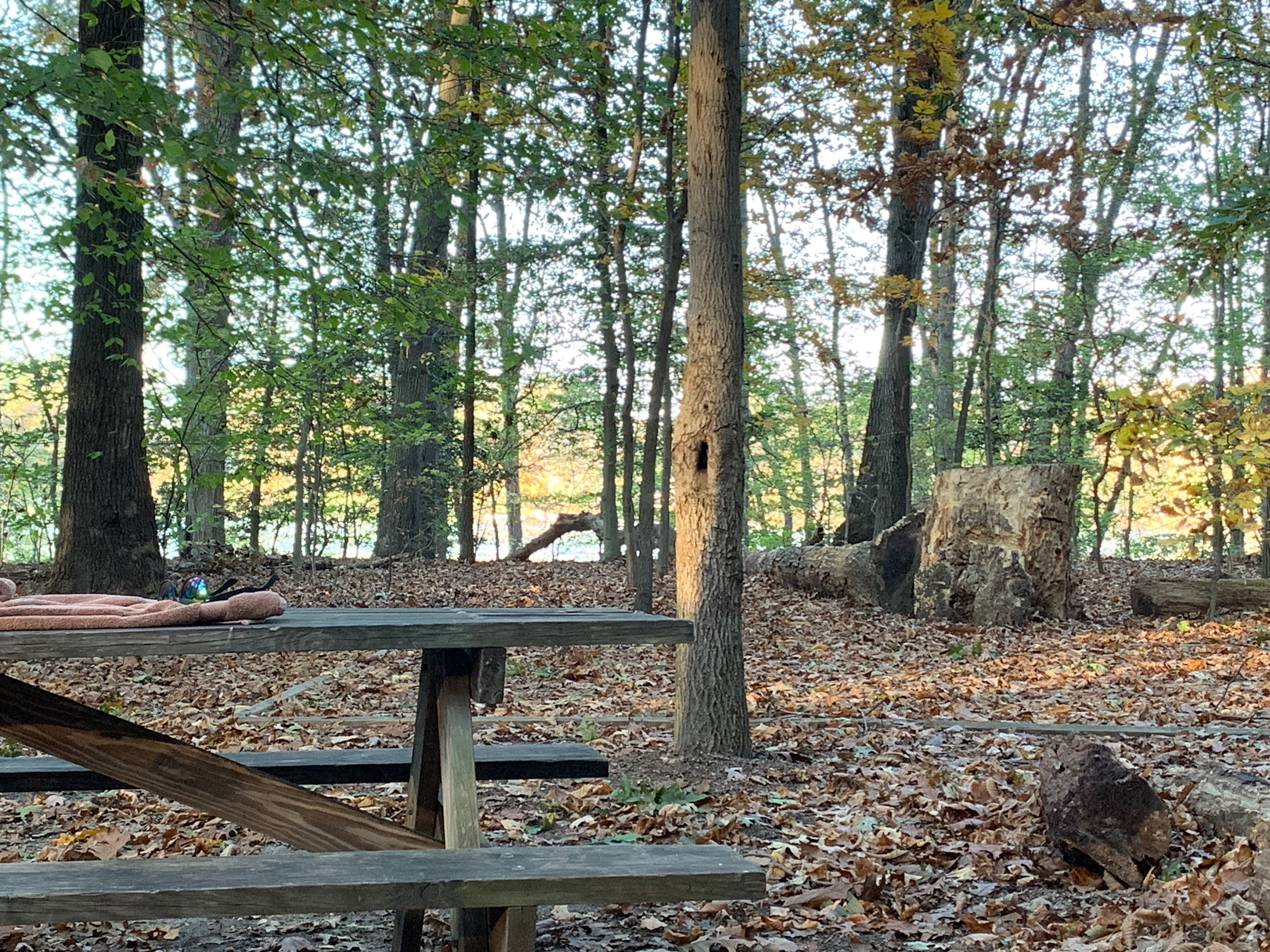 Camper submitted image from Killens Pond State Park Campground - 1