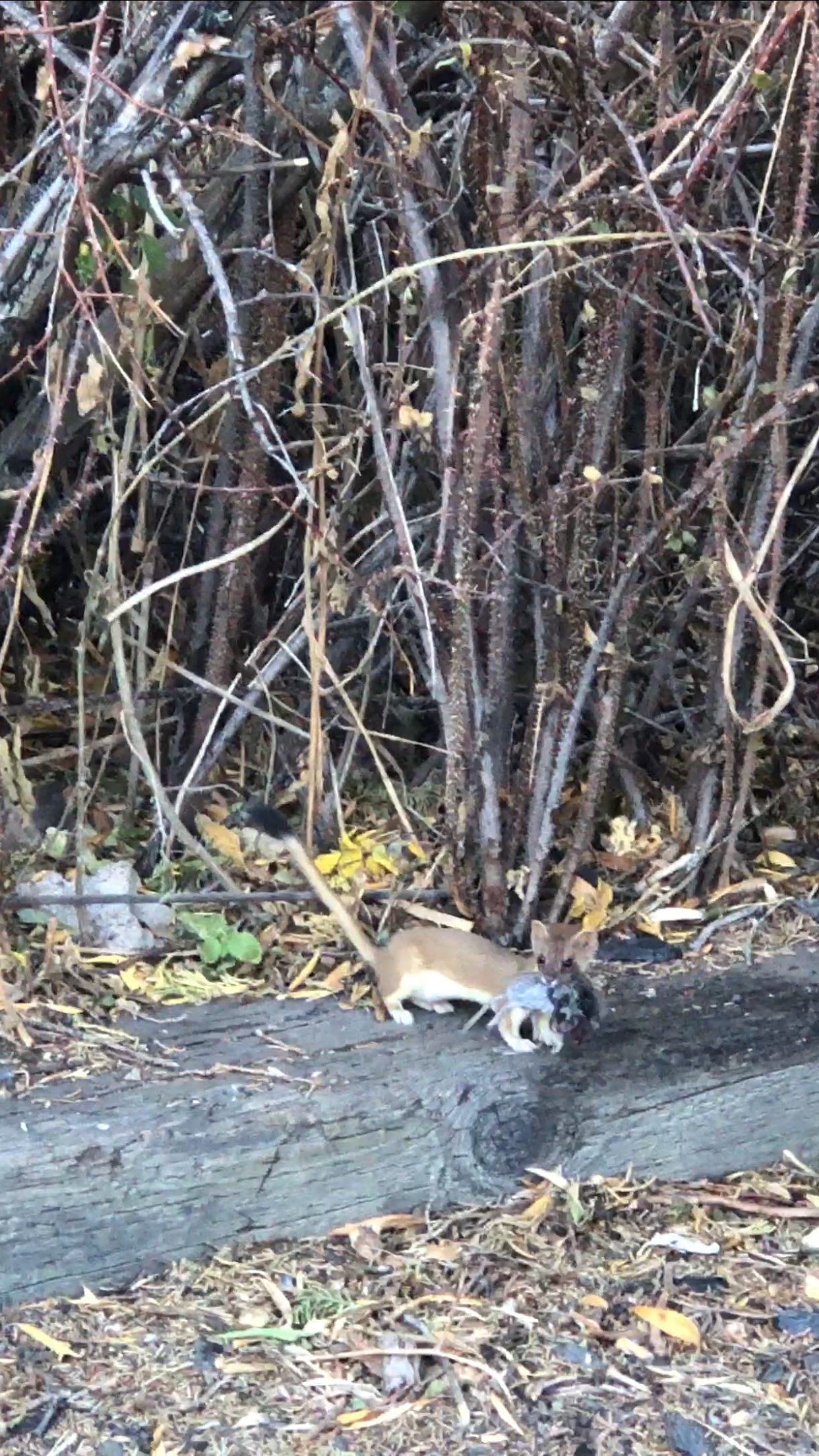 Hoku L.'s photo of camping with pets at Silver Lake Campground at June Lake near Yosemite Valley, CA