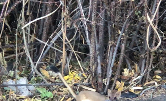 Hoku L.'s photo of camping with pets at Silver Lake Campground at June Lake near Bridgeport, CA