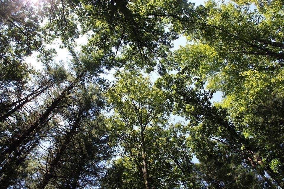 Looking at the trees