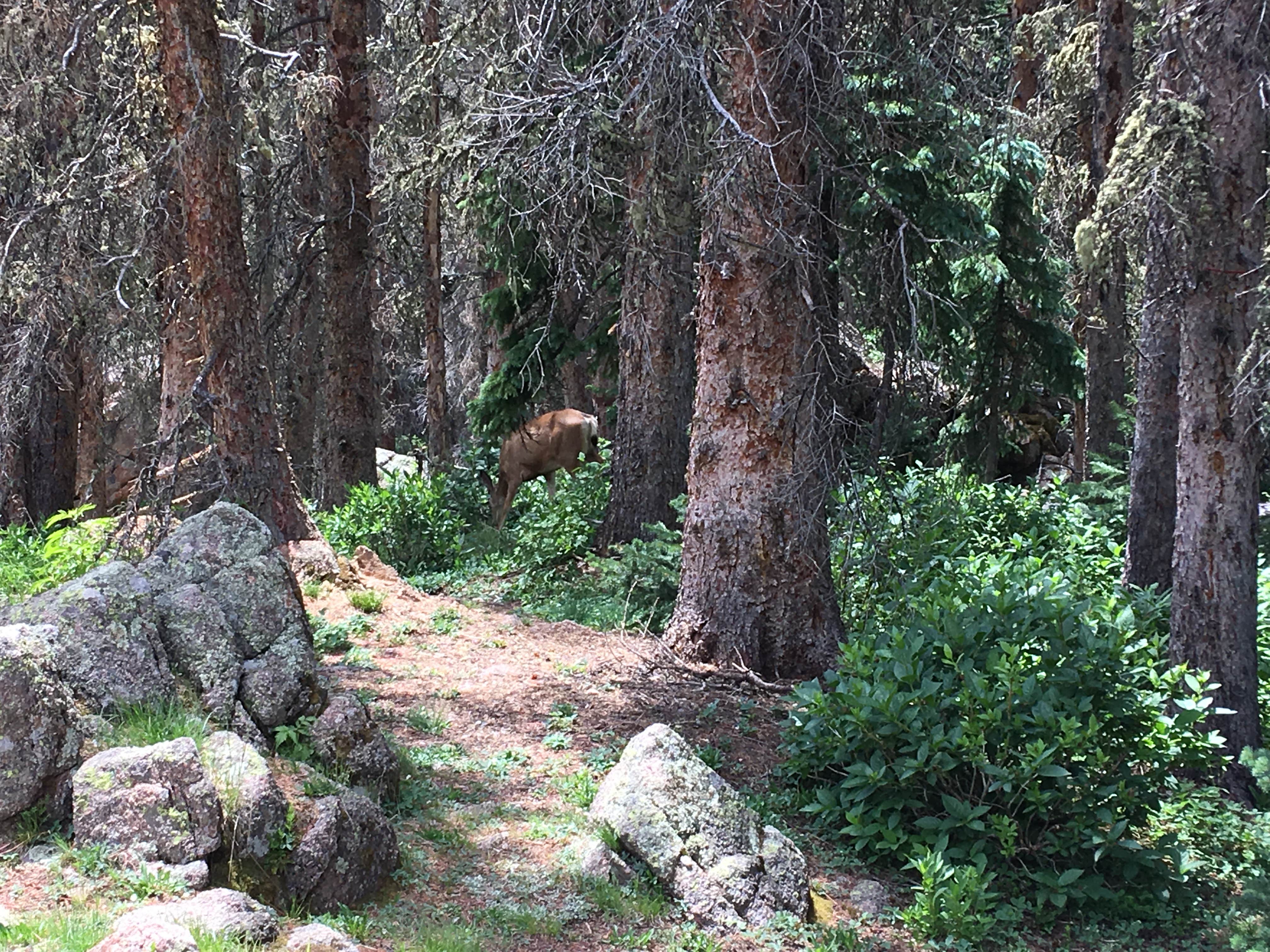 Camper submitted image from Emerald Lake - 4