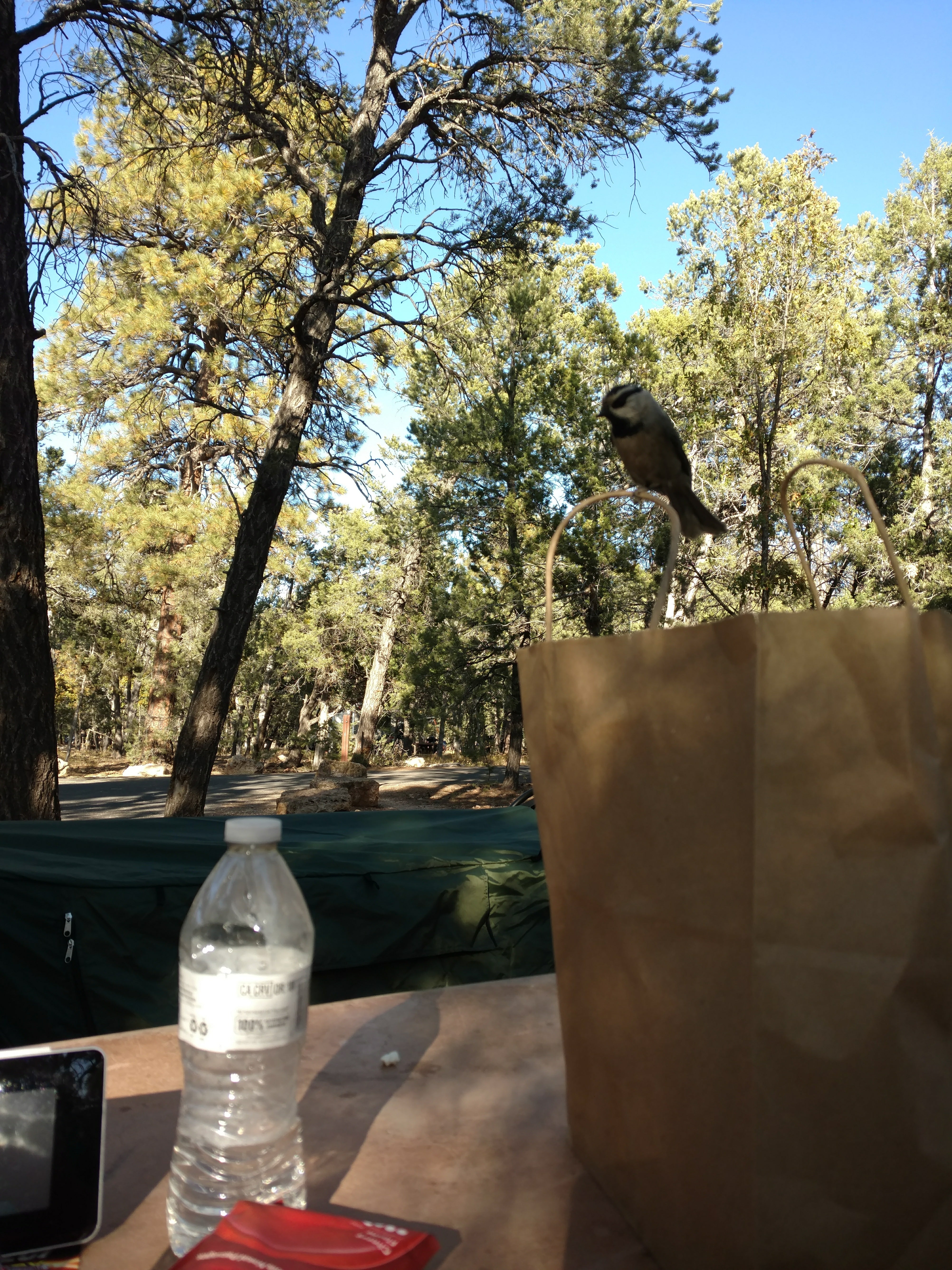 This was a one legged bird that landed on my bag while I was eating a late lunch at my camp table.