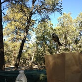 Review photo of Mather Campground — Grand Canyon National Park by Thacia T., November 5, 2019