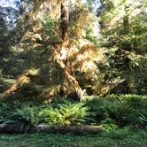 Review photo of Hoh Campground — Olympic National Park by Elizabeth K., August 20, 2017