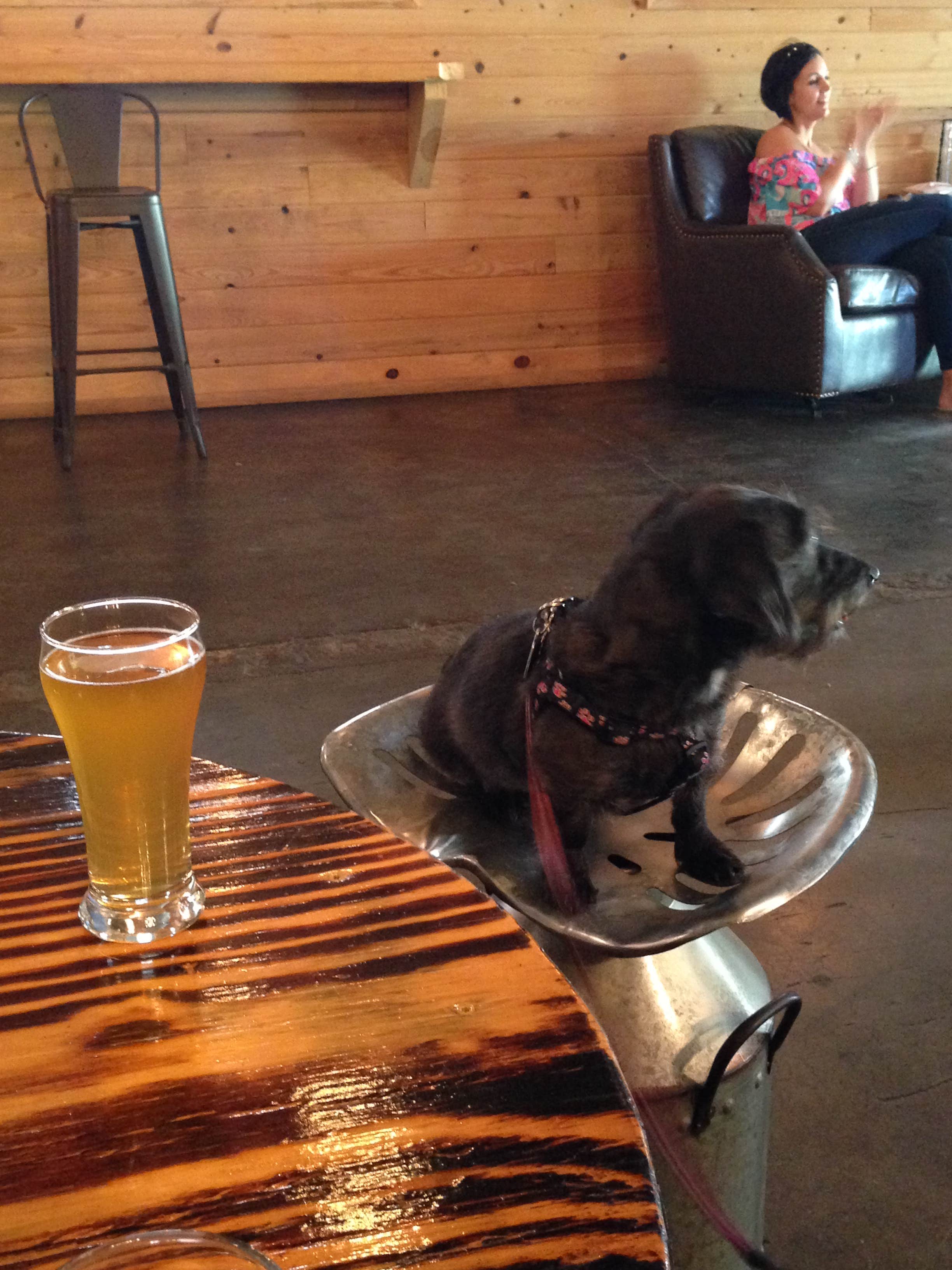 Suzy E.'s photo of camping with pets at Florence Marina State Park Campground near Phenix City, AL