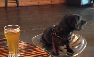 Suzy E.'s photo of camping with pets at Florence Marina State Park Campground near Americus, GA