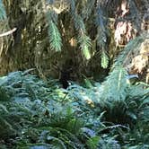 Review photo of Hoh Campground — Olympic National Park by Elizabeth K., August 20, 2017