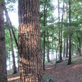 Review photo of Red Top Mountain State Park Campground by Suzy E., November 5, 2019