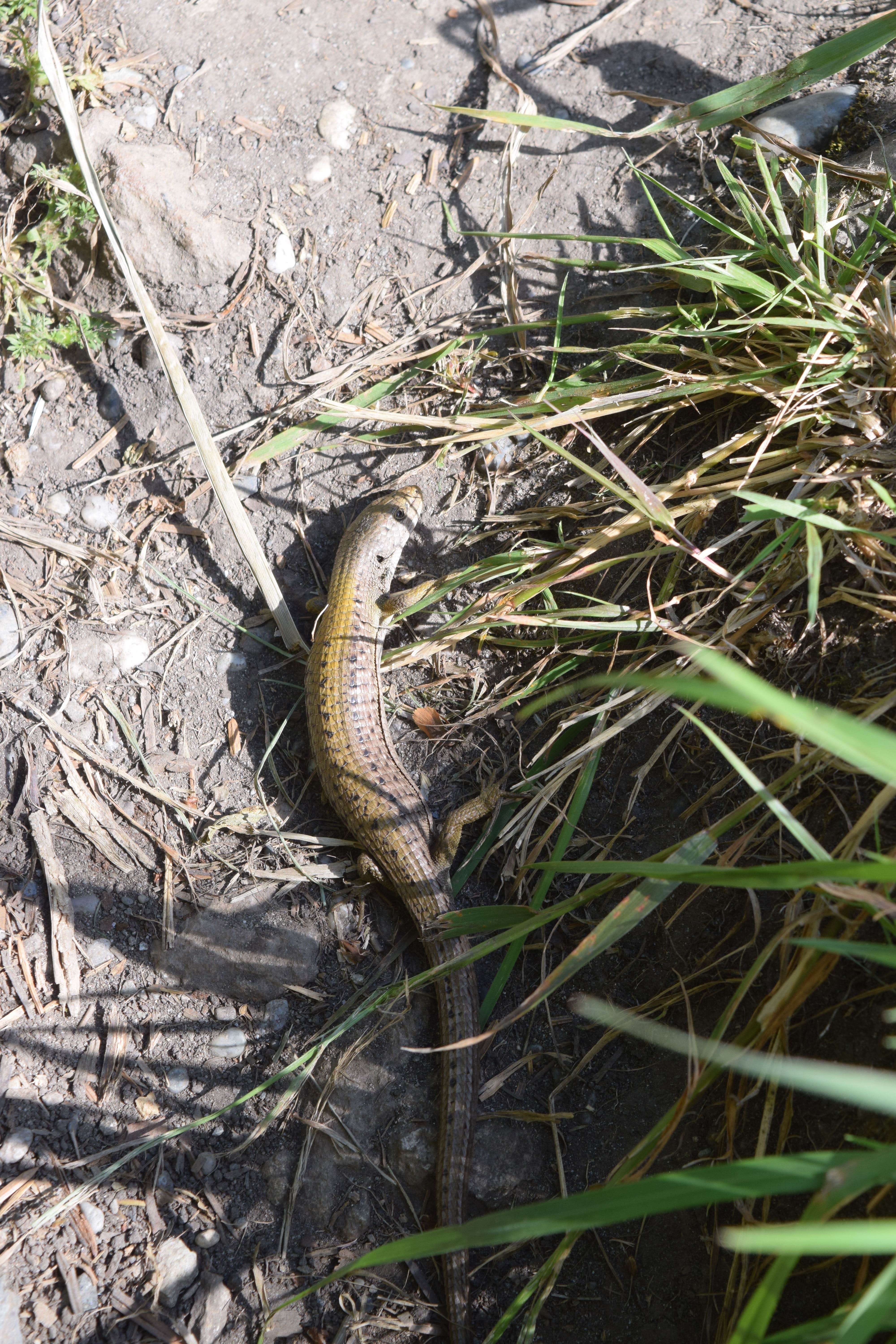 Camper-submitted photo at Agate Campground — Sue-meg State Park near Blue Lake, CA