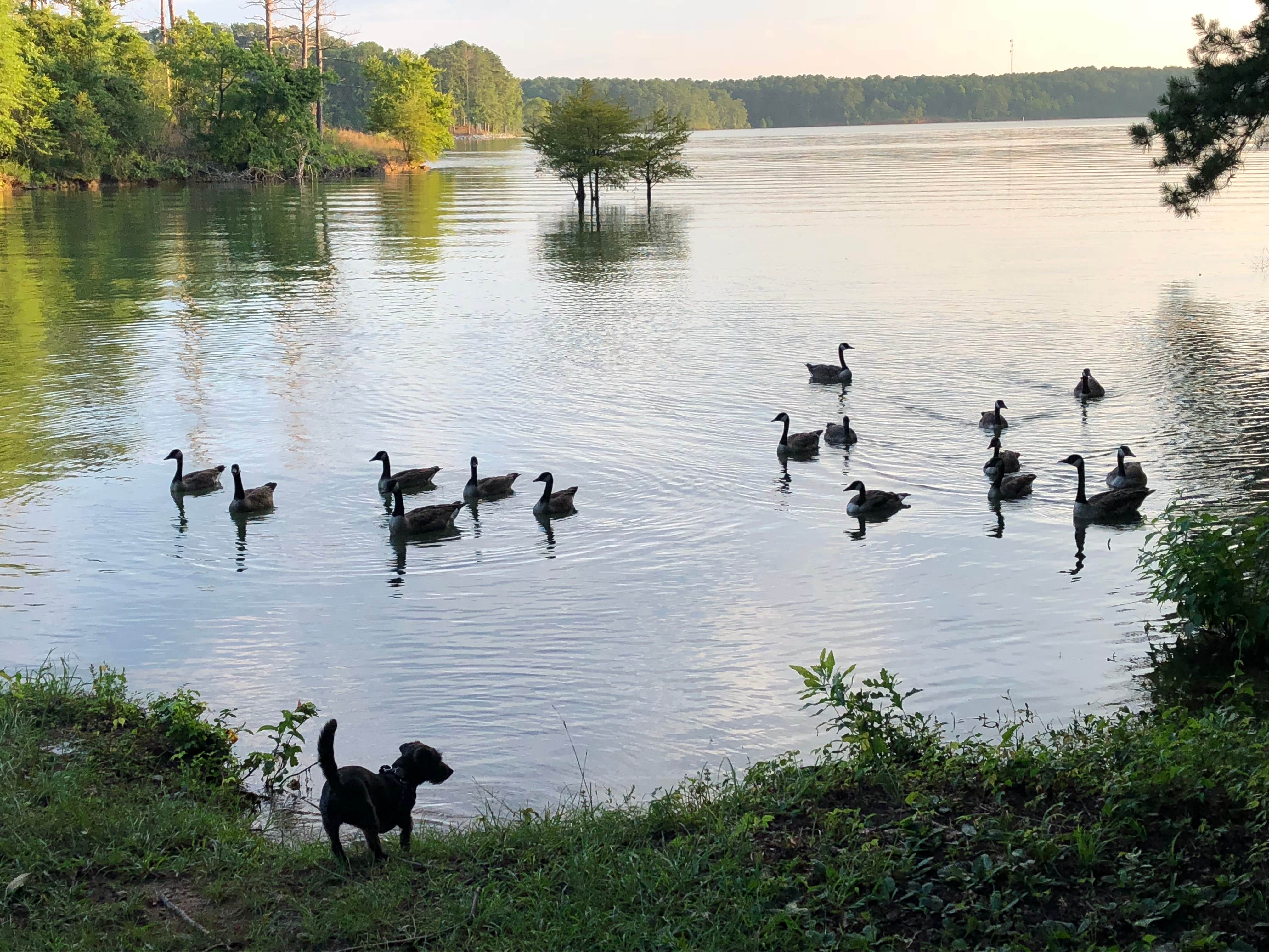Camper-submitted photo at R. Shaefer Heard Campground near Dadeville, AL
