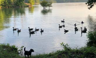 Suzy E.'s photo of camping with pets at R. Shaefer Heard Campground near Waverly Hall, GA