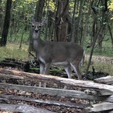 Review photo of Bledsoe Creek State Park Campground by matthew  R., November 5, 2019