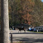 Review photo of Kendall Campground by Erin H., November 6, 2019