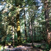 Review photo of Newhalem Creek Campground — Ross Lake National Recreation Area by Montie R., November 6, 2019