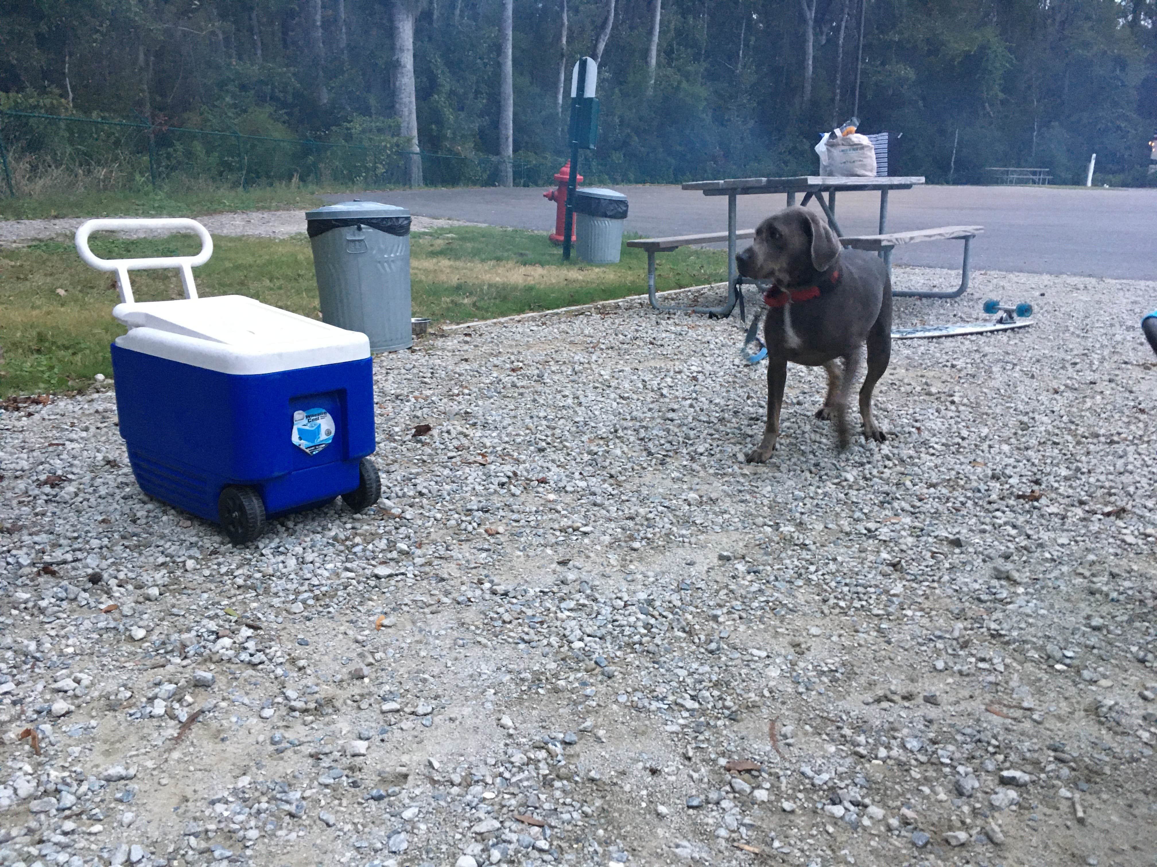 Nicole  B.'s photo of camping with pets at CreekFire RV Resort near Hardeeville, SC