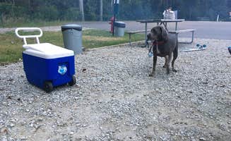 Nicole  B.'s photo of camping with pets at CreekFire RV Resort near Tybee Island, GA