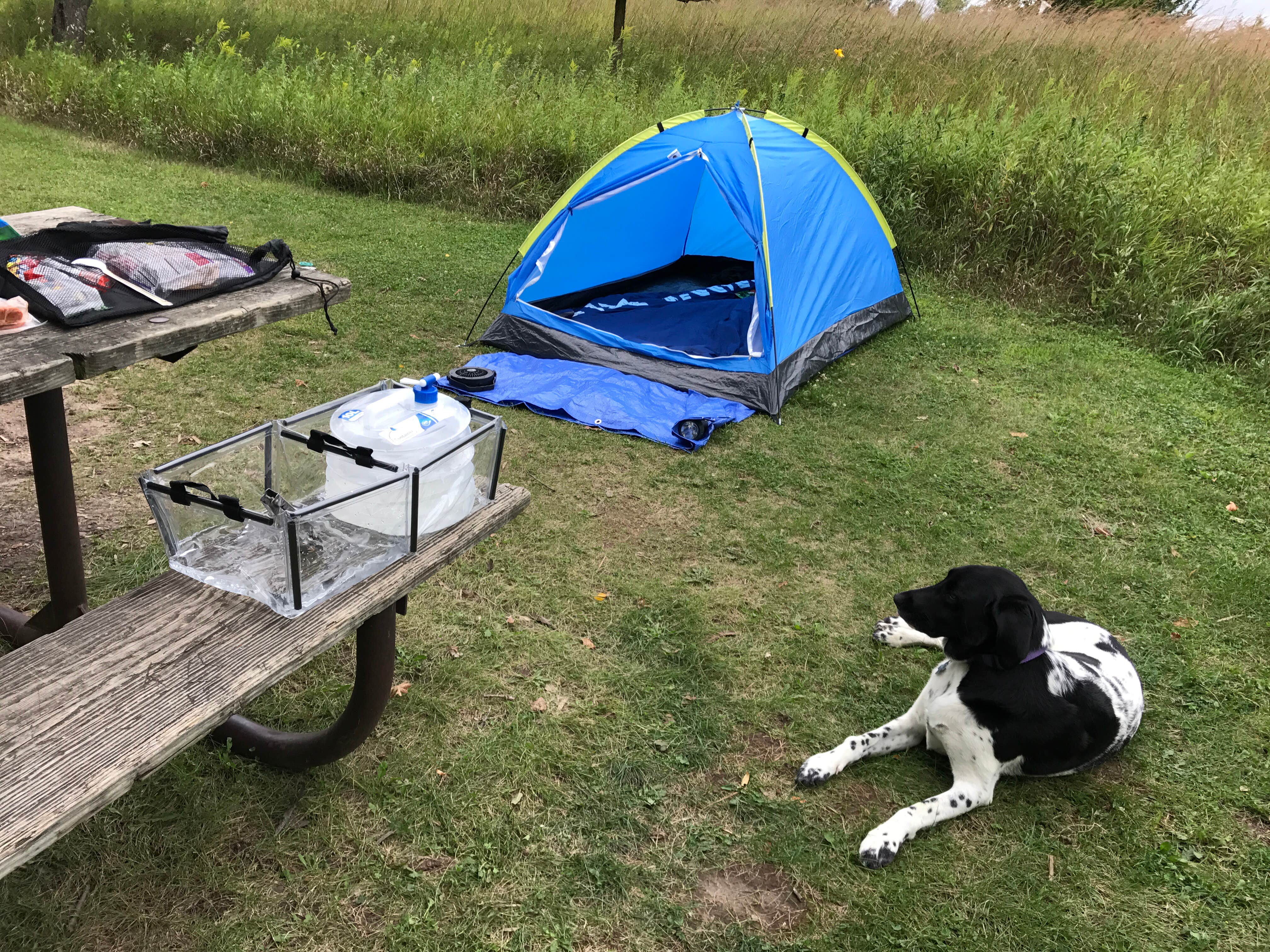 Davison N.'s photo of camping with pets at Afton State Park Campground near Blaine, MN