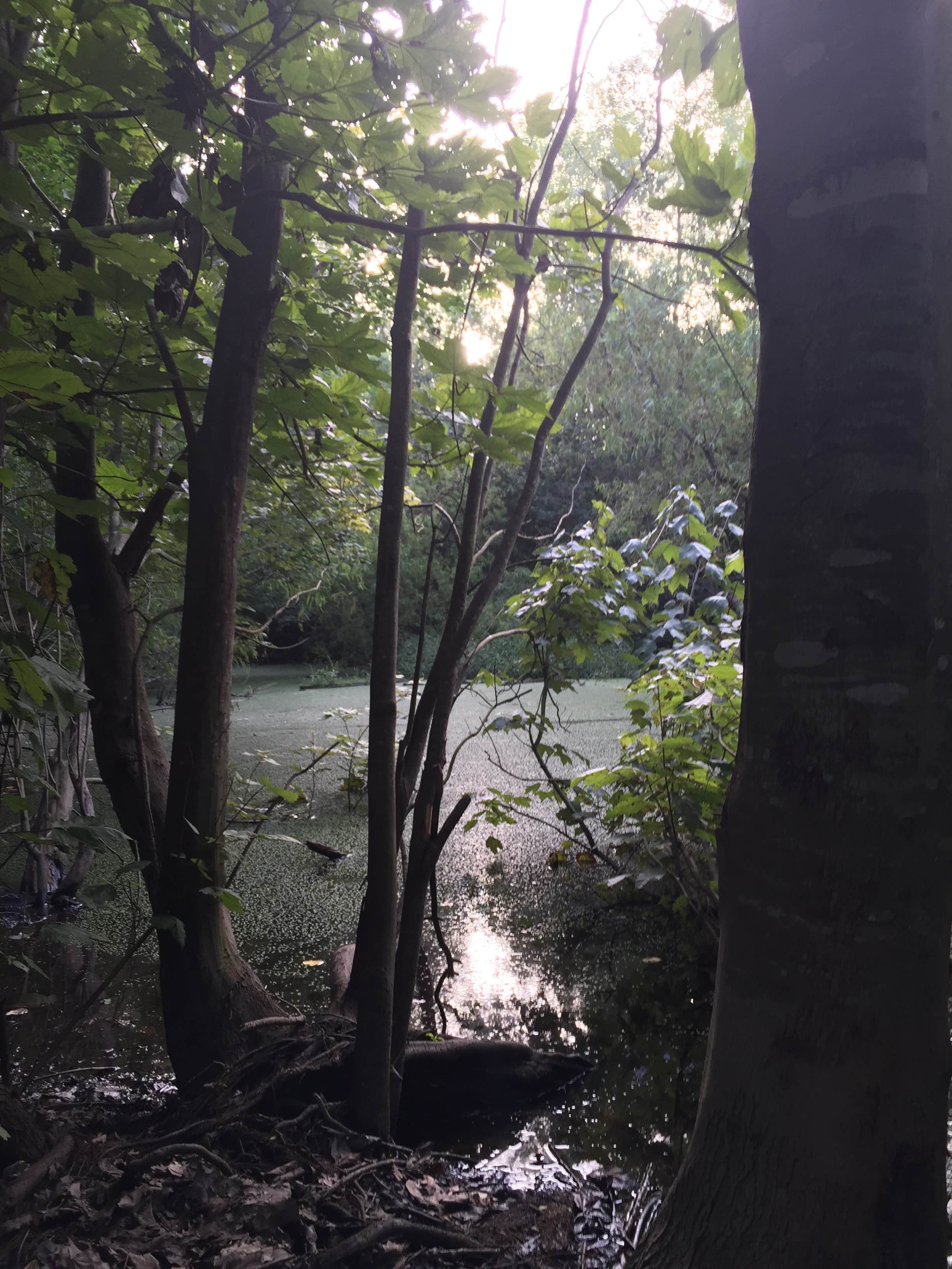 Camper submitted image from Bayou Segnette State Park Campground - 2