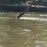 Review photo of Sugar River Forest Preserve by Melissa B., August 21, 2017