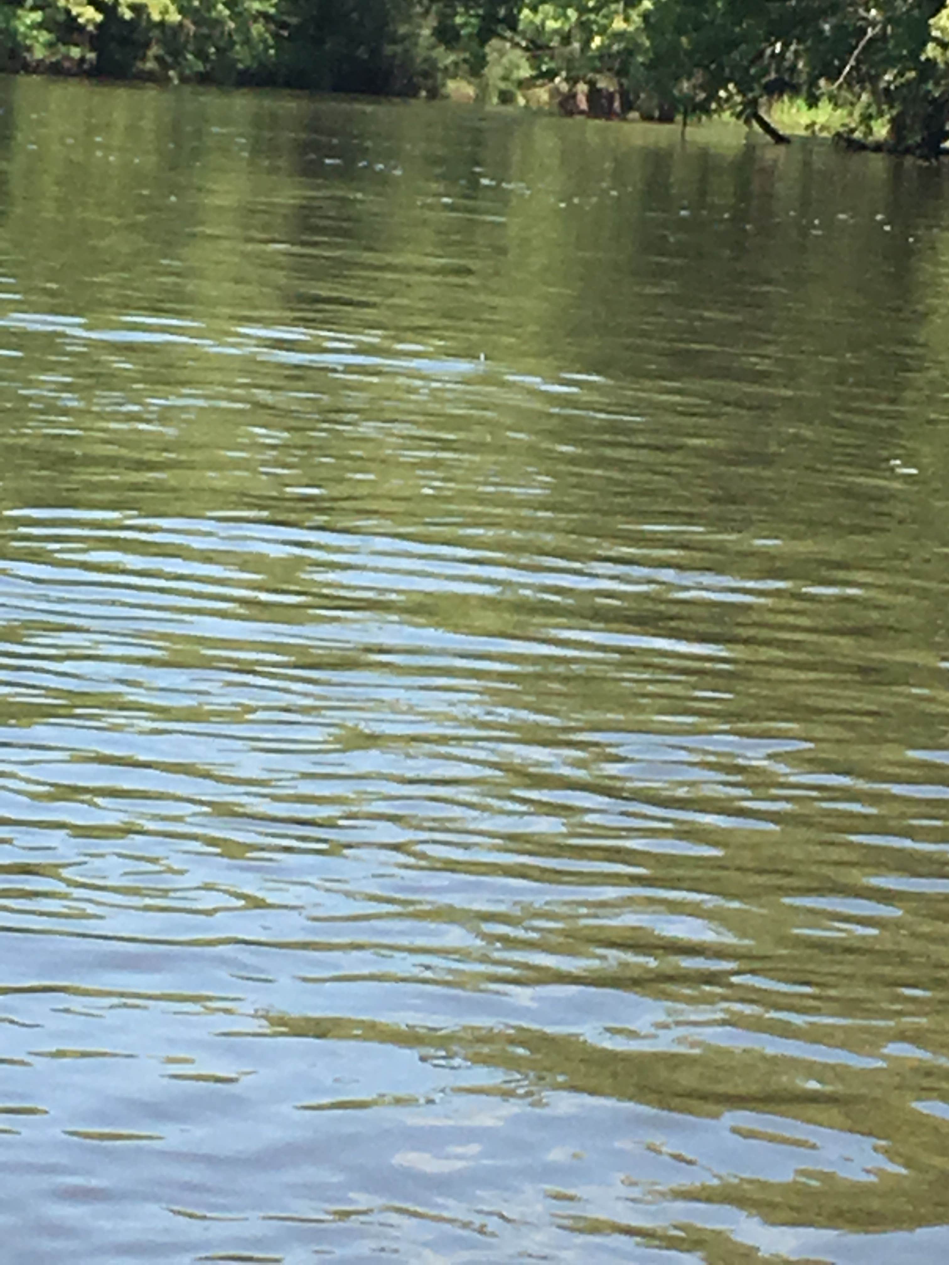 Camper submitted image from Sugar River Forest Preserve - 5