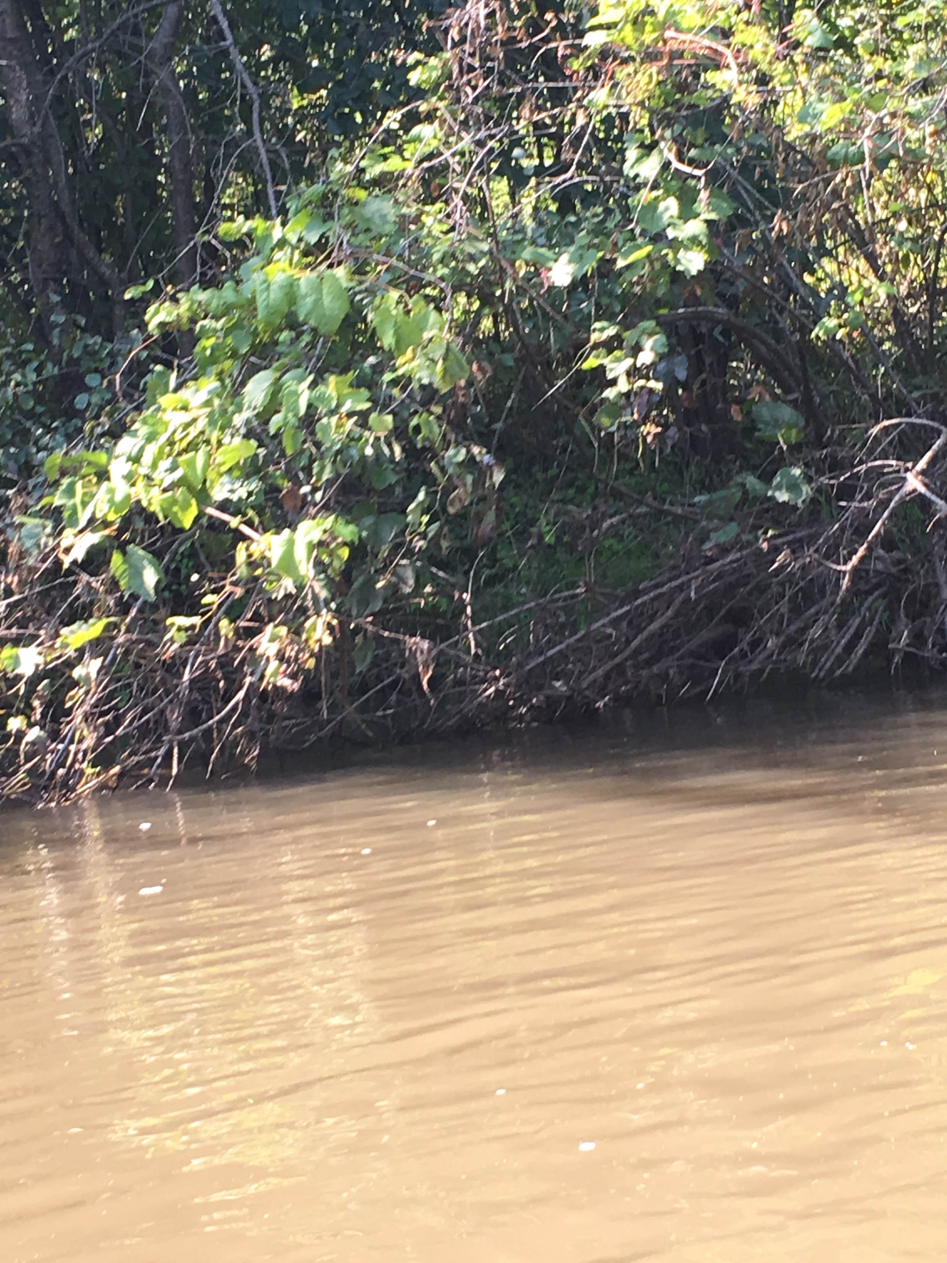 Camper-submitted photo at Sugar River Forest Preserve near Rockton, IL