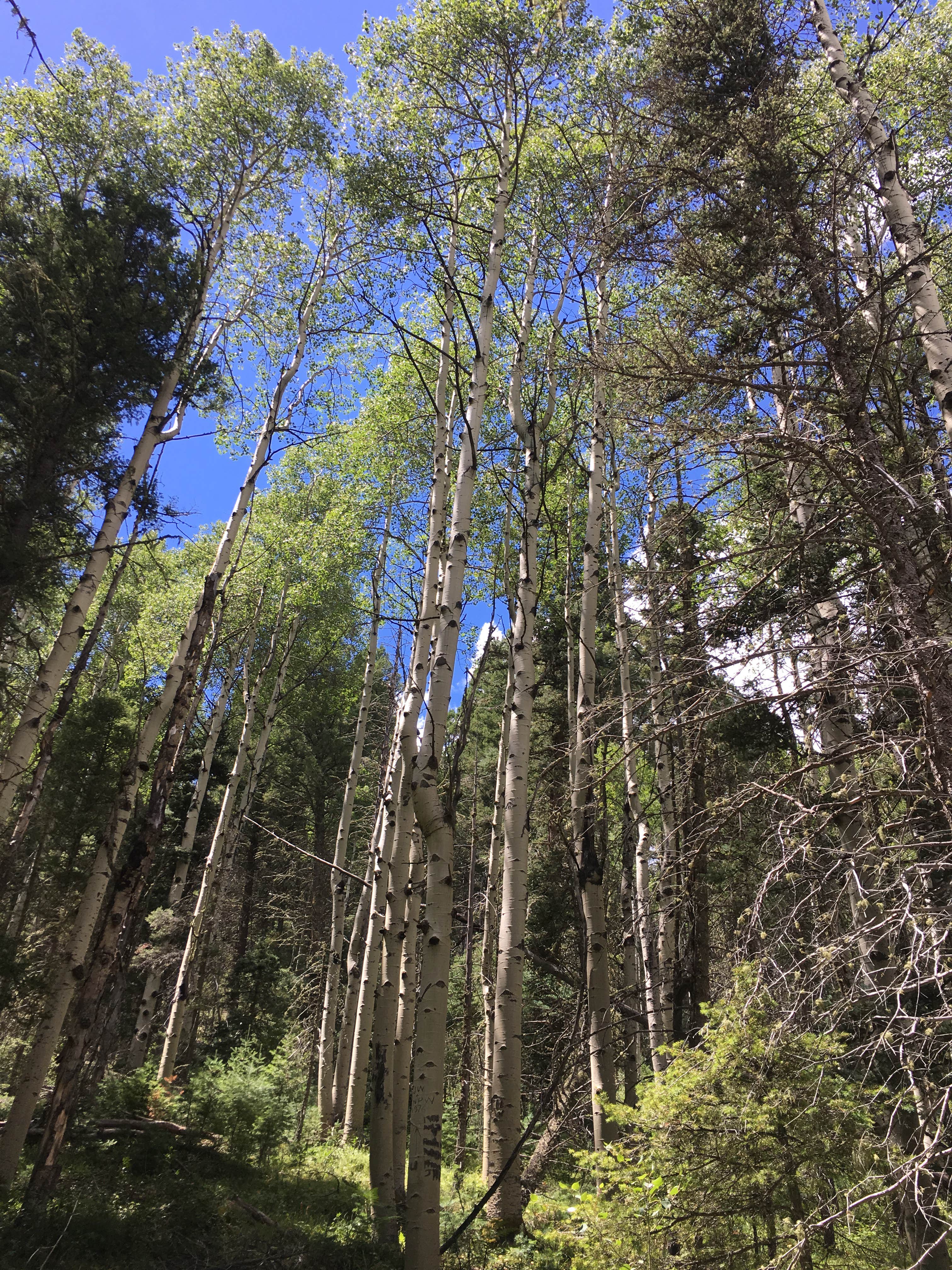 Camper submitted image from Agua Piedra Campground - 2