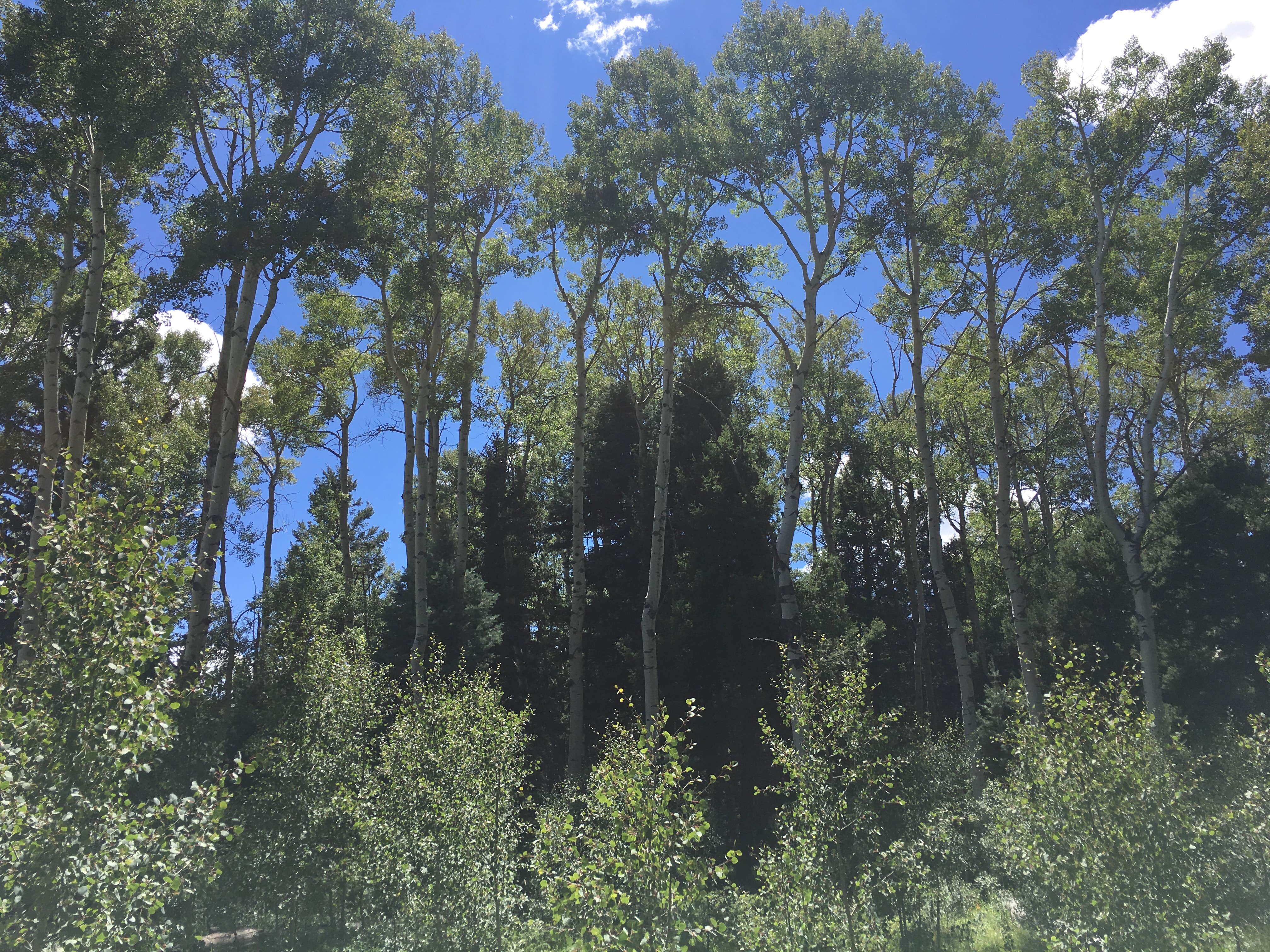 Camper-submitted photo at Agua Piedra Campground near Pecos, NM