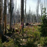 Review photo of Peninsula (Olallie) Campground by Kristina G., August 22, 2017