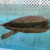 Review photo of Jekyll Island Campground by Christy C., June 29, 2016