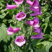 Review photo of Jekyll Island Campground by Christy C., June 29, 2016