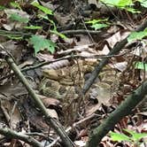Review photo of Gifford Pinchot State Park Campground by Danielle V., August 22, 2017