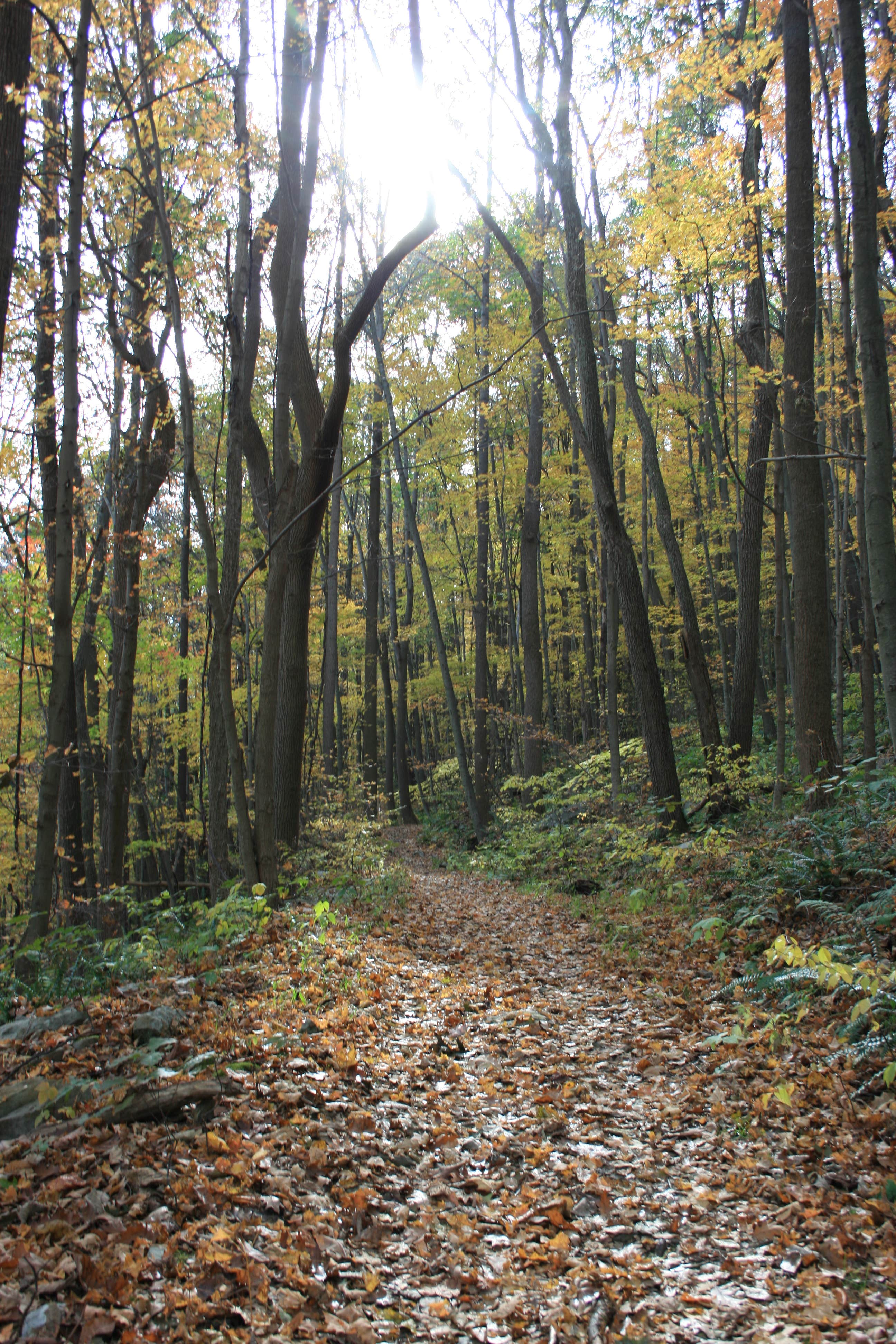 Camper submitted image from Kentuck Campground — Ohiopyle State Park - 3