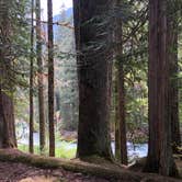 Review photo of Ohanapecosh Campground — Mount Rainier National Park by Montie R., November 7, 2019