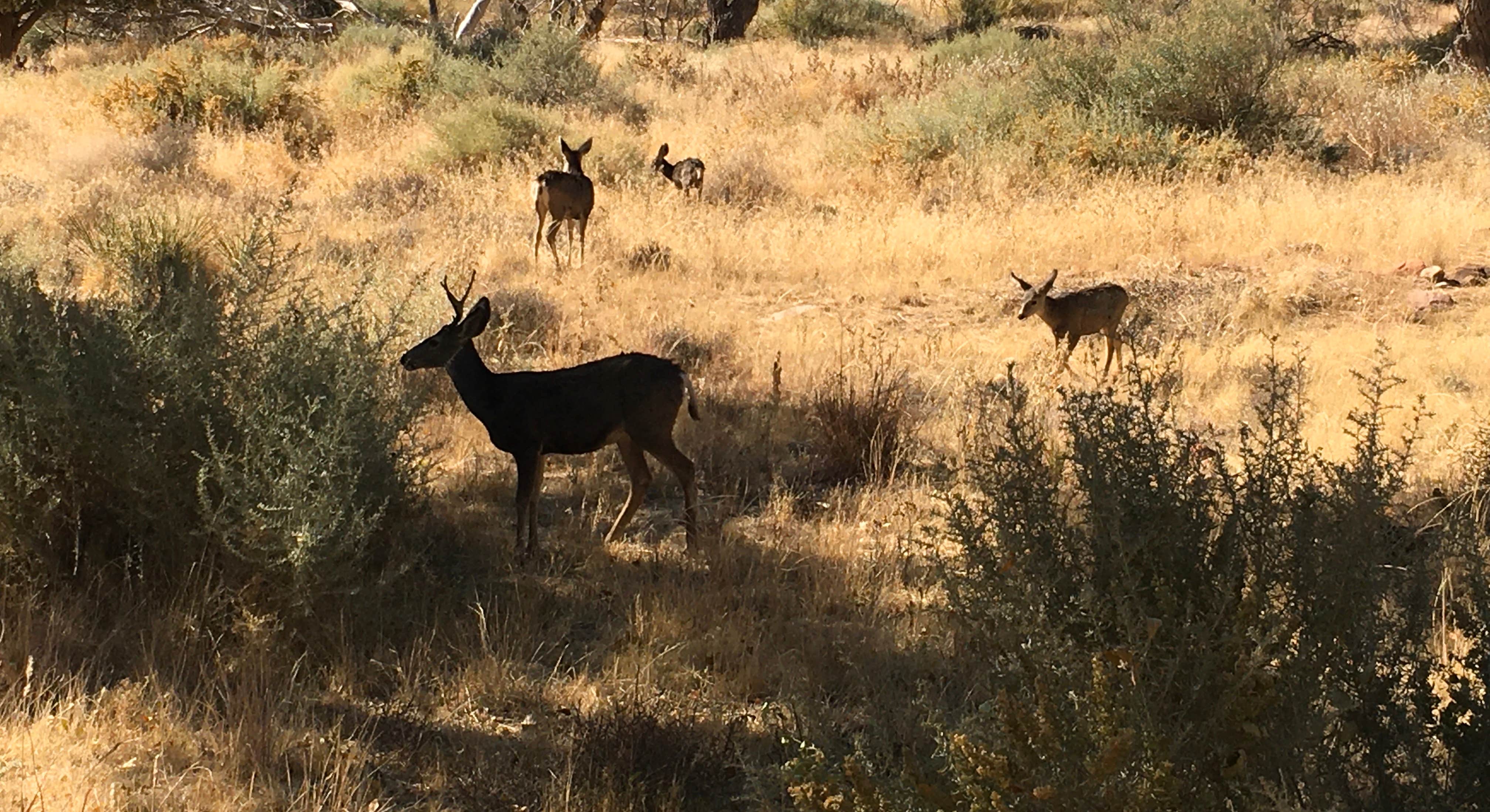 Deer in Zion National Park