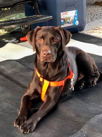 Bryan's photo of camping with pets at Lake Louisa State Park Campground near Auburndale, FL
