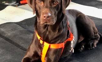 Bryan's photo of camping with pets at Lake Louisa State Park Campground near Flamingo, FL