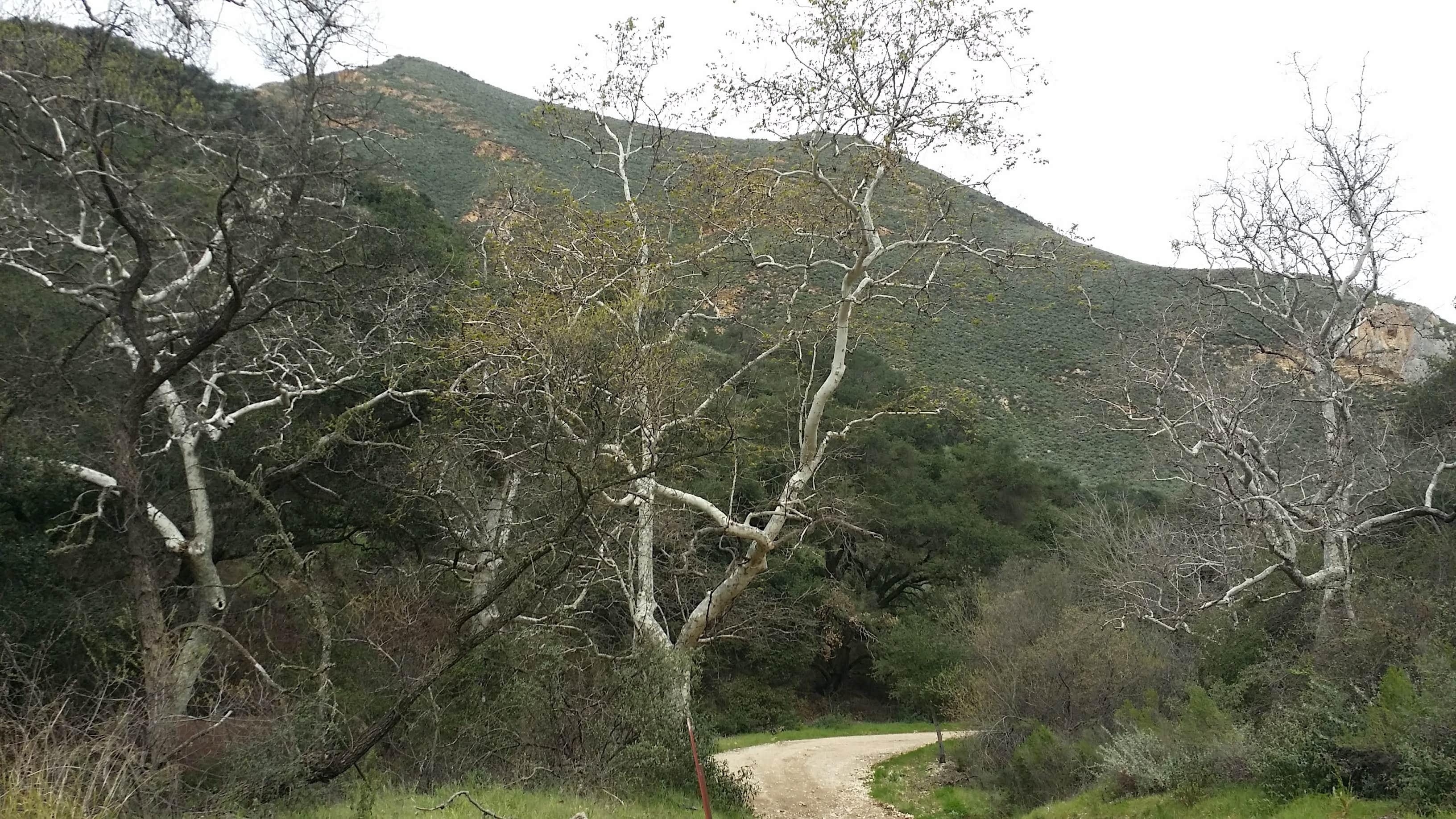 Camper-submitted photo at Colson Canyon Campground near Santa Maria, CA