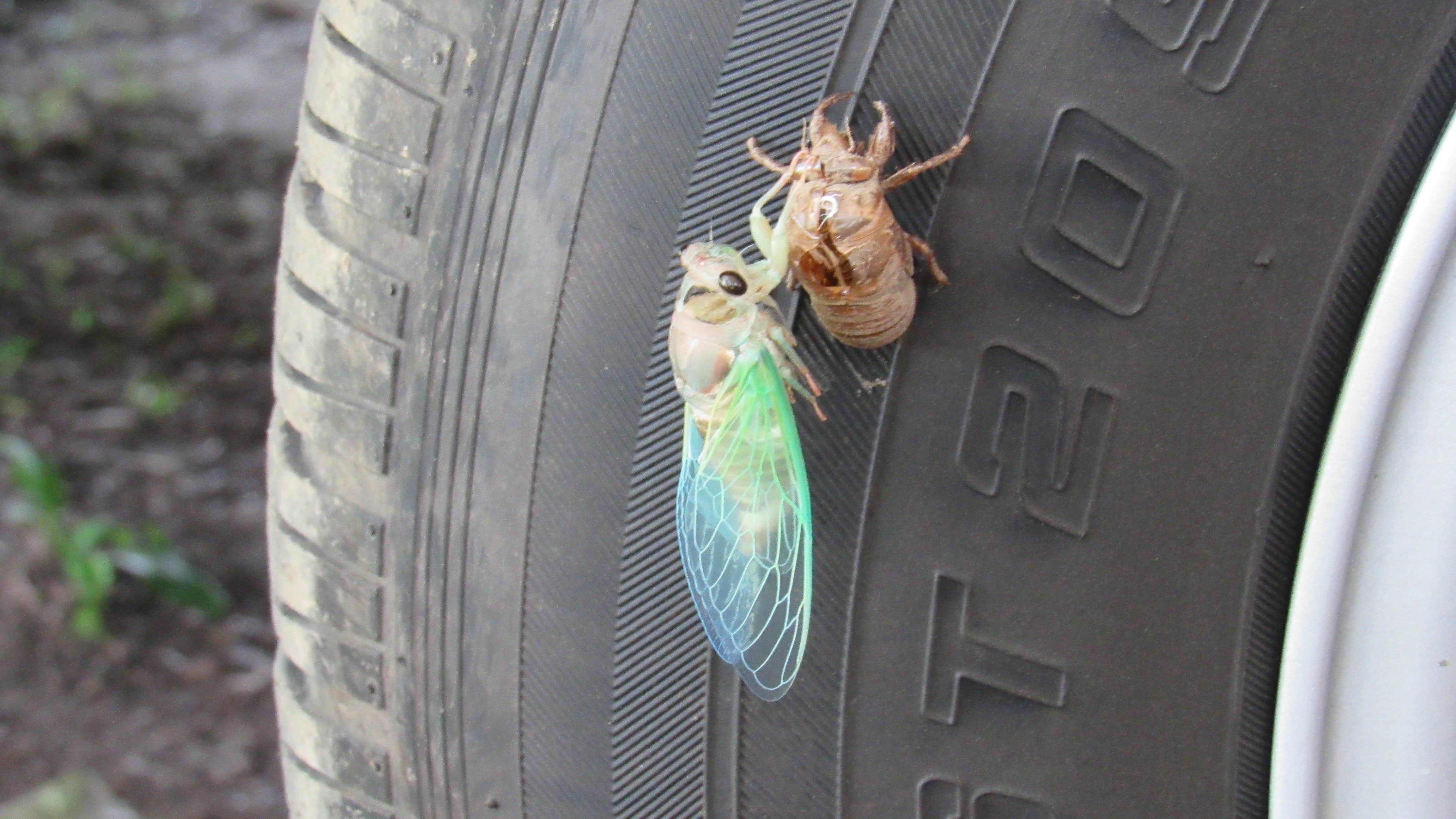 Camping near 6 Lakes Campground: Swain's Lake, Concord, Michigan