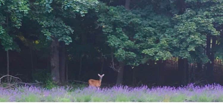 Camper-submitted photo at Pleasant Valley Lavender near Carteret, NJ