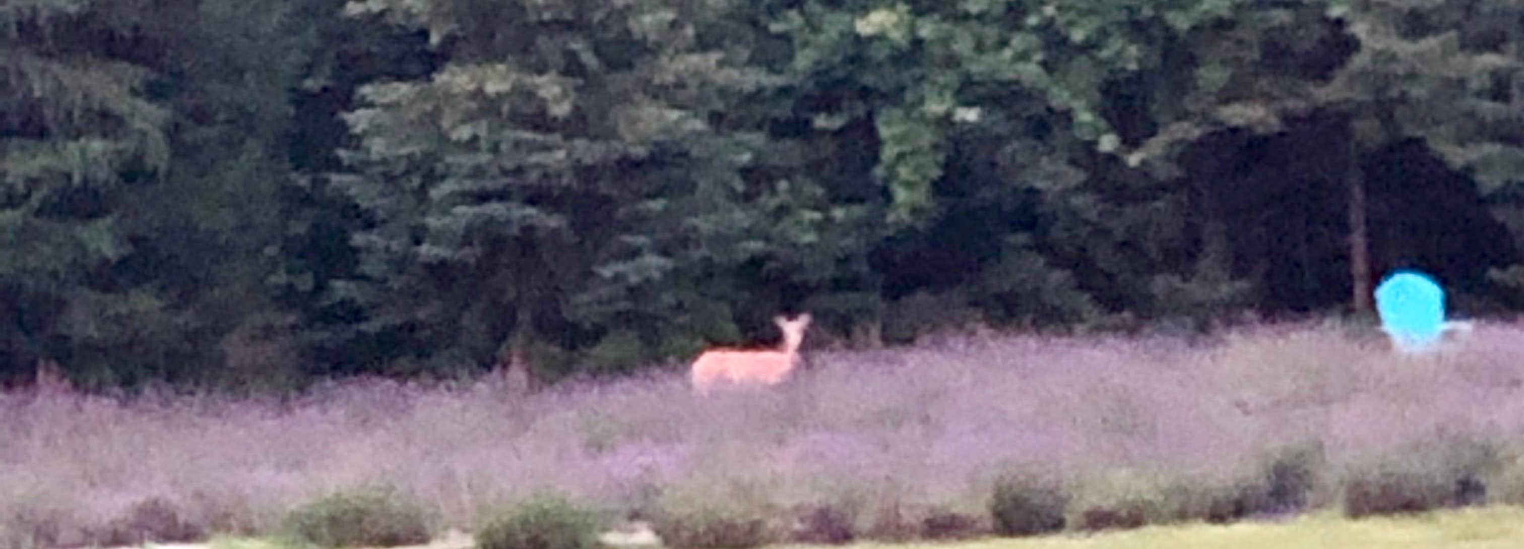 Camper-submitted photo at Pleasant Valley Lavender near Carteret, NJ