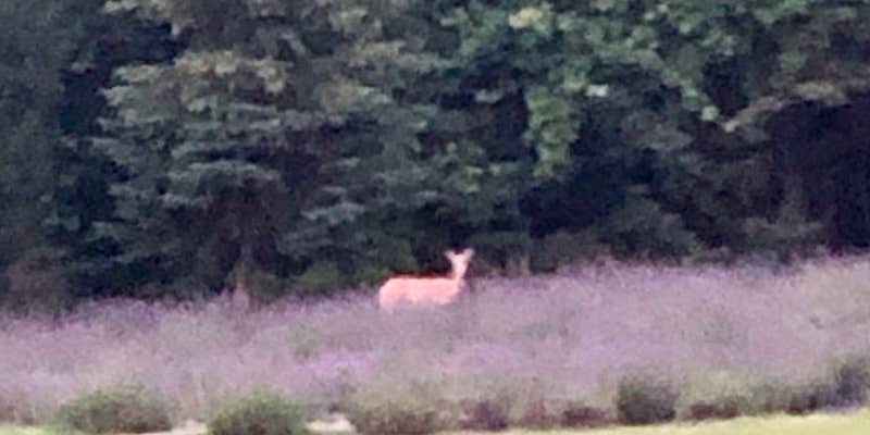 Camper submitted image from Pleasant Valley Lavender