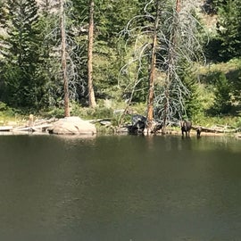 This small lake is only about a 6 minute hike from camp. You can see the cow moose with twins on the opposite shore. 