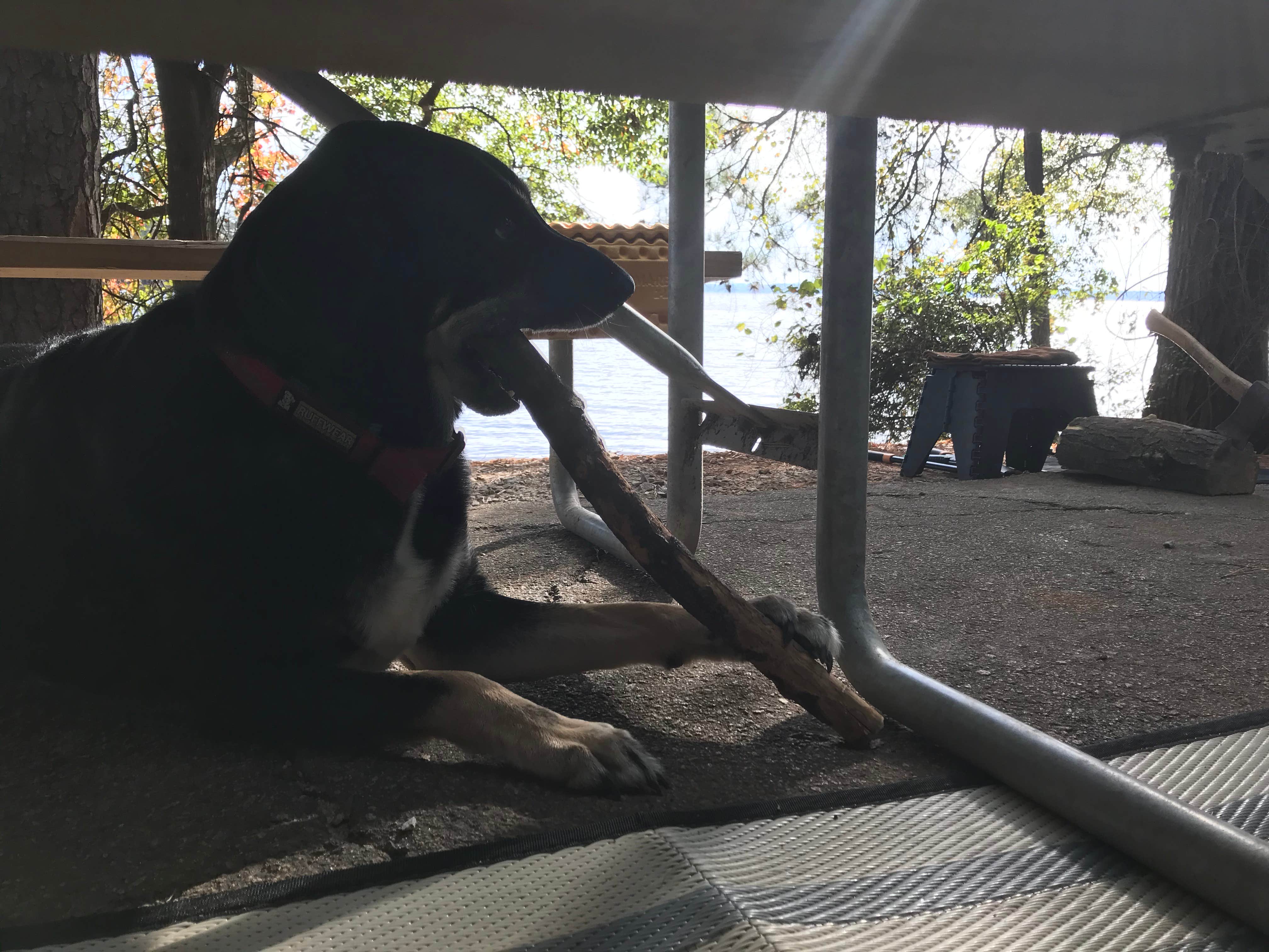Shannon G.'s photo of camping with pets at Dreher Island State Park Campground near Camden, SC